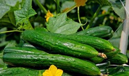 52每日大瓜视频,揭秘娱乐圈幕后故事，带你领略明星真实生活